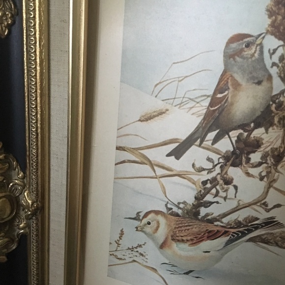 Antique Ornithological Bird Print Original 1913 - Picture 11 of 14